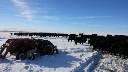 Flat Tire on Tractor and Cattle 2017-01-17