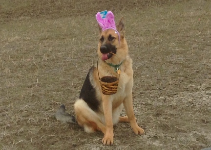 Easter Tekoa German Shepherd Dog 2014-03-30