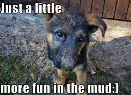 GSD Muddy Pup