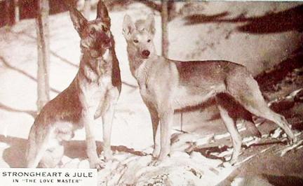 StrongHeart & Julie the Movie Star Dogs