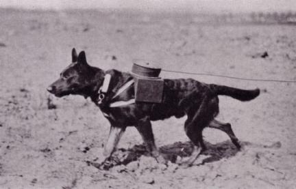 World War Dog