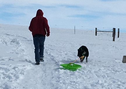 Deron with Tabaliah pulling the Saucer UP the hill 2018-02-28