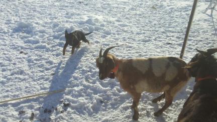 Tychicus Moves Goats 2017-01-04