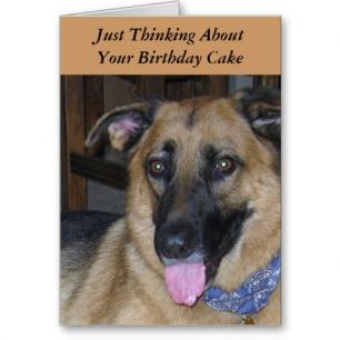 GSD Bithday Thoughts