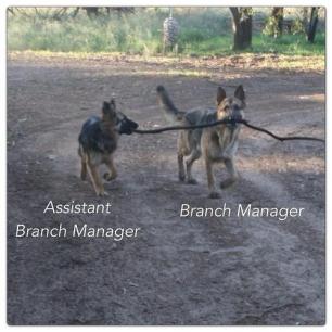 GSD Branch Manager