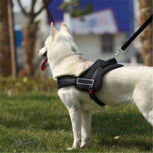 White GSD Service Dog in Harness
